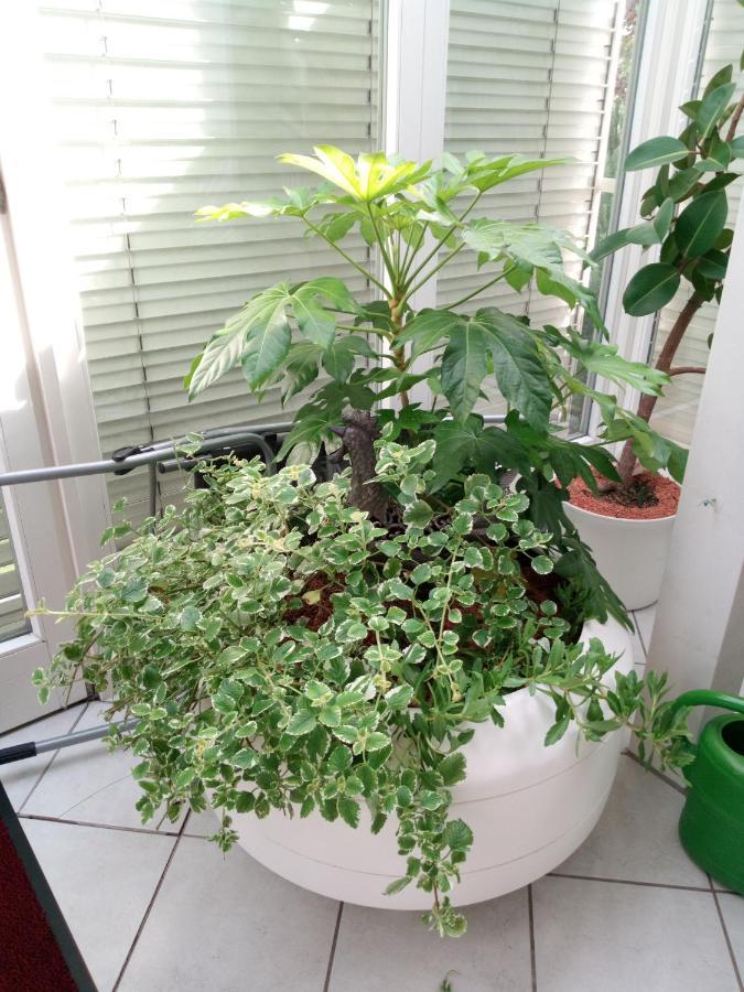 Ferienwohnung Schwalbennest Sommerach Zewnętrze zdjęcie