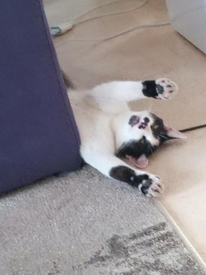Ferienwohnung Schwalbennest Sommerach Zewnętrze zdjęcie